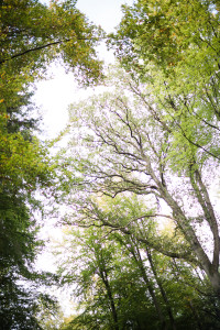 Hochzeit Sababurg Urwald