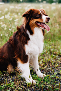 Babybauchshoot inmitten von Wildblumen & Schnecken Schwangerschaftsfotografie Babybauch Maternity outdoor Lifestyle Hund Australian Shepherd