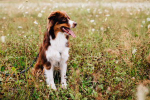 Babybauchshoot inmitten von Wildblumen & Schnecken Schwangerschaftsfotografie Babybauch Maternity outdoor Lifestyle Hund Australian Shepherd