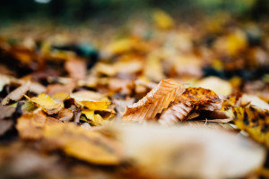 herbstliches Paarshoot im Wald Portrait Wald Herbst Laub Natur Coupleshoot Paarshoot Paarfotos Paerchen Engagement Verlobung Liebe verliebt Storytelling Fotograf Kassel Frankfurt Hannover