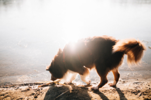 Wintergeschichte am See Homestory Familienshoot outdoor Kassel Berlin Inka Englisch Fotograf Kind Hund See Winter