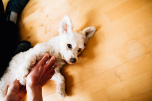 Babyshooting Kassel Baunatal Nordhessen Schwalm-Eder-Kreis Fotograf Baby Neugeborenes Homestory zuhause Newborn Fotograf 2020 Hund