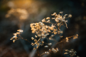 Komm mit mir ins Abenteuerland - Familienshoot bei Kassel Familienshooting Kindershooting Kinderfotograf Kassel Inka Englisch Homestory outdoor Sonnenuntergang Fotograf