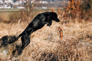 Fotograf Kassel Hundetraining Labrador - Hundeshooting mit Dummy-Training bei Kassel Labrador Retriever Tierlehrerin Reportage Inka Englisch