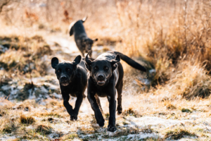 Fotograf Kassel Hundetraining Labrador - Hundeshooting mit Dummy-Training bei Kassel Labrador Retriever Tierlehrerin Reportage Inka Englisch