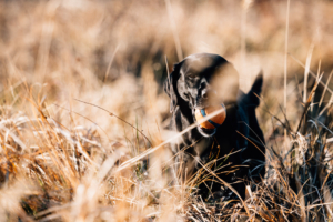 Fotograf Kassel Hundetraining Labrador - Hundeshooting mit Dummy-Training bei Kassel Labrador Retriever Tierlehrerin Reportage Inka Englisch