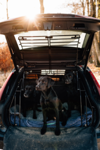 Fotograf Kassel Hundetraining Labrador - Hundeshooting mit Dummy-Training bei Kassel Labrador Retriever Tierlehrerin Reportage Inka Englisch