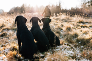 Fotograf Kassel Hundetraining Labrador - Hundeshooting mit Dummy-Training bei Kassel Labrador Retriever Tierlehrerin Reportage Inka Englisch