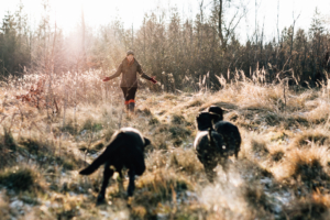 Fotograf Kassel Hundetraining Labrador - Hundeshooting mit Dummy-Training bei Kassel Labrador Retriever Tierlehrerin Reportage Inka Englisch