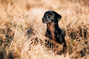 Fotograf Kassel Hundetraining Labrador - Hundeshooting mit Dummy-Training bei Kassel Labrador Retriever Tierlehrerin Reportage Inka Englisch
