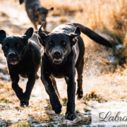 Fotograf Kassel Hundetraining Labrador - Hundeshooting mit Dummy-Training bei Kassel Labrador Retriever Tierlehrerin Reportage Inka Englisch
