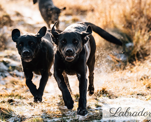 Fotograf Kassel Hundetraining Labrador - Hundeshooting mit Dummy-Training bei Kassel Labrador Retriever Tierlehrerin Reportage Inka Englisch