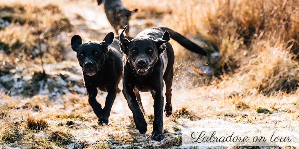 Fotograf Kassel Hundetraining Labrador - Hundeshooting mit Dummy-Training bei Kassel Labrador Retriever Tierlehrerin Reportage Inka Englisch